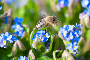 Blue forget-me-not with bee