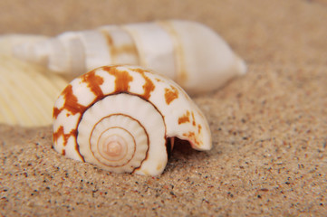 3 Muscheln am Strand