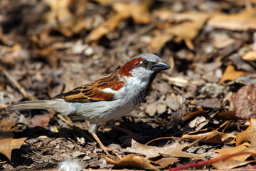 House Sparrow Male Looking For Food