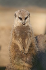 Meerkat