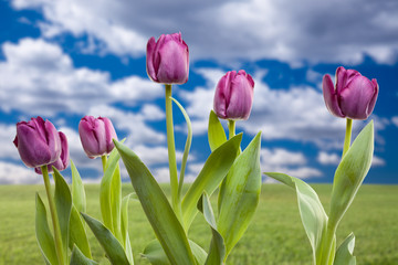 Naklejka premium Purple Tulips Over Grass Field and Sky