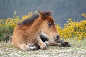 Fototapeta na wymiar Pony