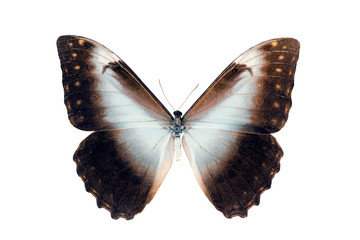 Butterfly - Morpho Telemachus Foucheri