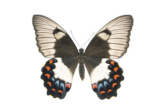 Butterfly - Orchard Swallowtail, Papilio Aegeus