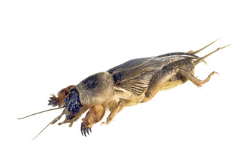 Mole Cricket, Gryllotalpa australis