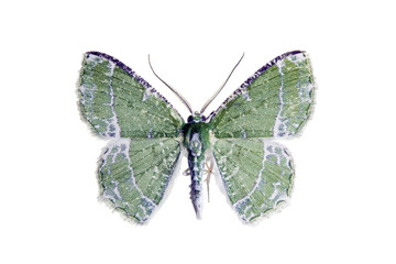Fototapeta na wymiar Moth, Uliocnemis family