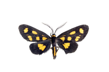 Moth, Asura cervicalis
