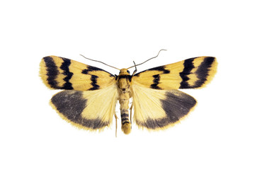 Moth, Heliosia perichare