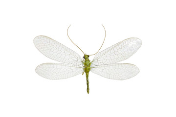 Green Lacewing