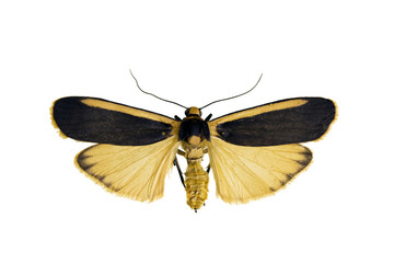 Lichen moth, Manulea dorsalis