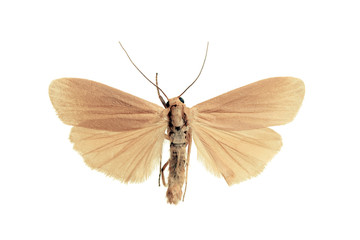 Little White Lichen Moth, Eilema plana