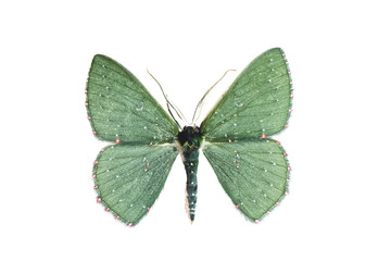 Bizarre Looper Moth, Urolitha bipunctifera