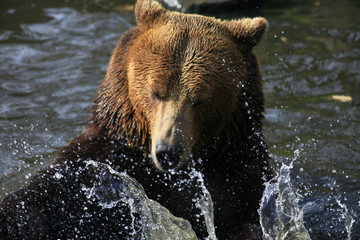 Obraz premium braunbär