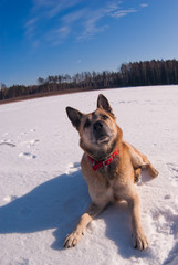 Wide angle photo of the dog lying on snow