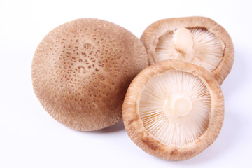 monkey head mushroom