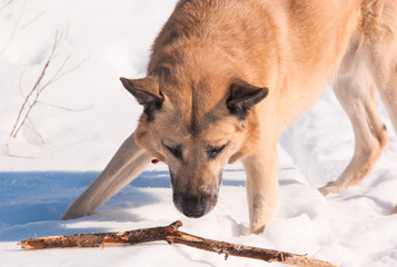 West Siberian Laika (Husky) playing with a stick