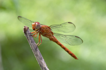 Libellula