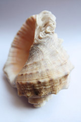 conch