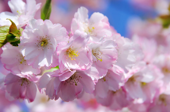 Kirschblüte rosa - cherry blossom 29