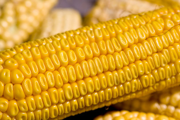 Close up of yellow corn