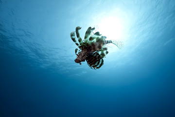 Lionfish in blue water,