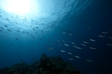 Fototapeta na wymiar ocean and fish