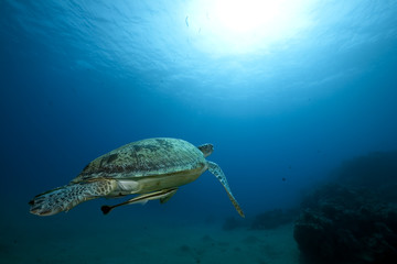 Naklejka na ściany i meble Female green turtle swimming