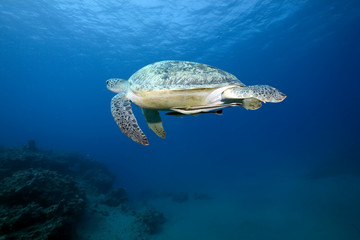 Obraz na płótnie Canvas Female green turtle swimming