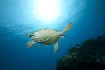 Female green turtle swimming