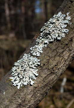 Lichen  parmelia