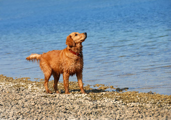 Golden retriever