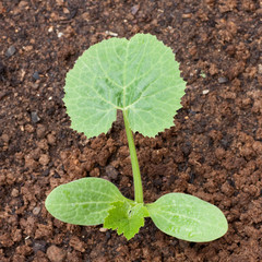 piantina di zucchino