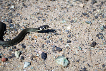 Grass snake(Natrix natrix) in natural environment