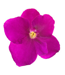 simple pink isolated violet