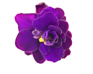 single dark violet flower on white
