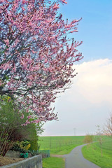Kirschbaum am Wegrand vor einem Wolkenhimmel