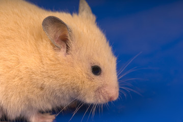 Yellow mouse close-up