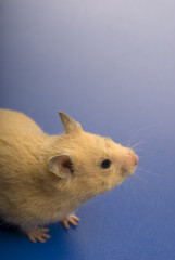 Curious yellow mouse