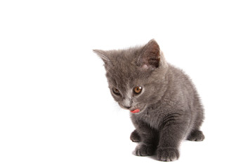 chaton chartreux isolé sur fond blanc