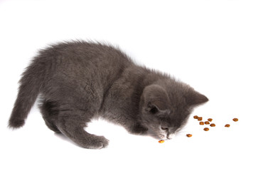 chaton chartreux isolé sur fond blanc