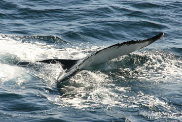 Obraz premium Whale's tail