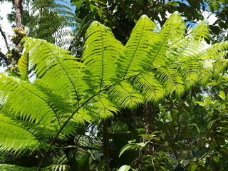 Foug&egrave;re arborescente