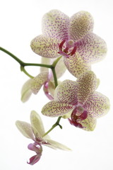 Orchideenblütenzweig