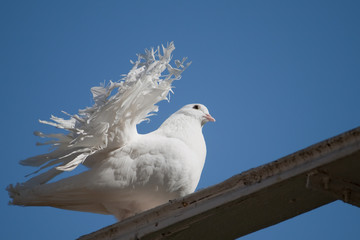 The decorative white pigeon