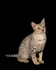Obraz premium OCICAT.