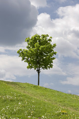 Zielone pole i samotne drzewo