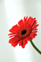 gerbera