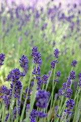 Naklejka premium ラベンダー