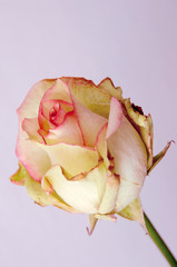 single rose