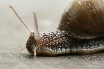 Snail